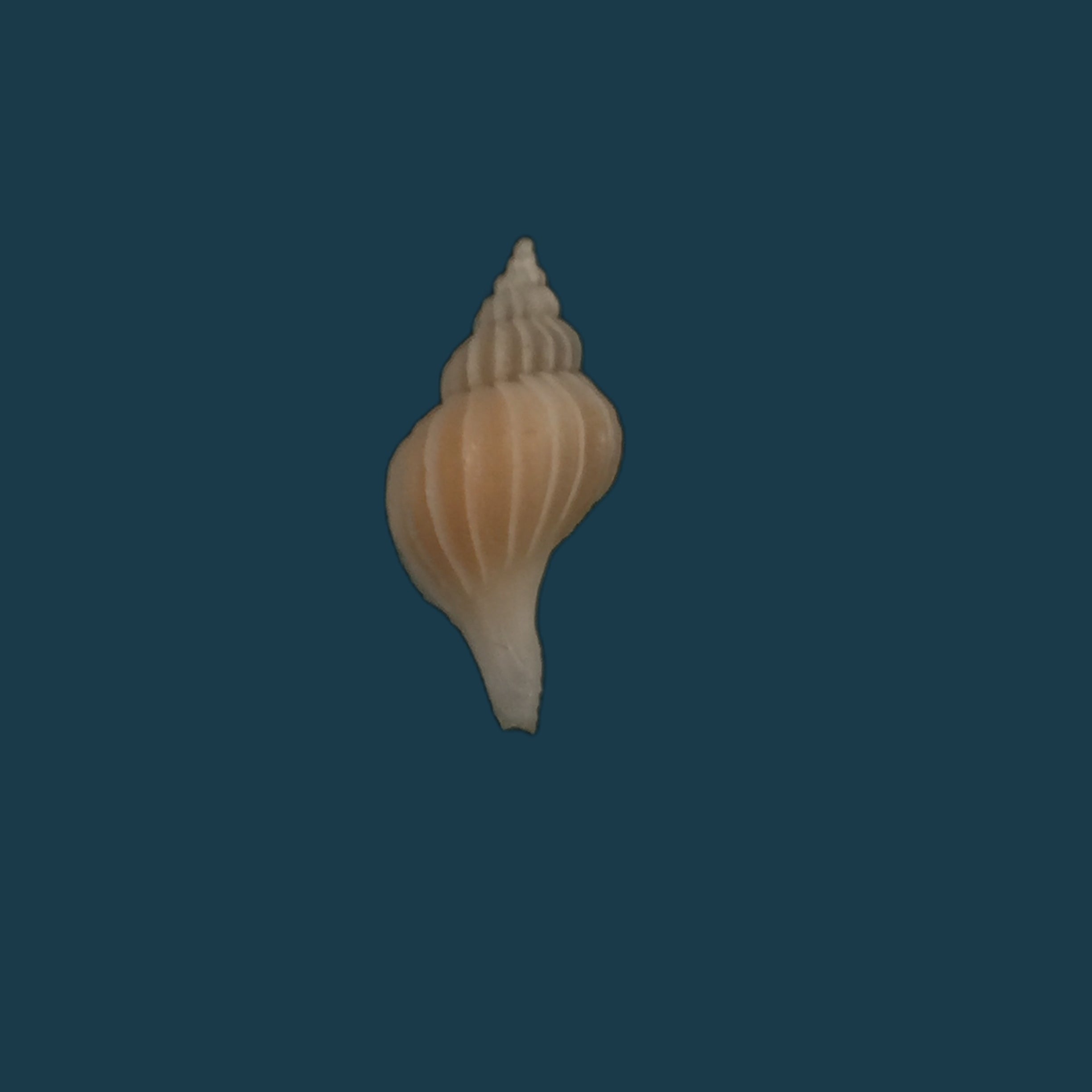 Boeotropon aomoriensis (Nomura &amp; Hatai, 1940) - 17,4mm