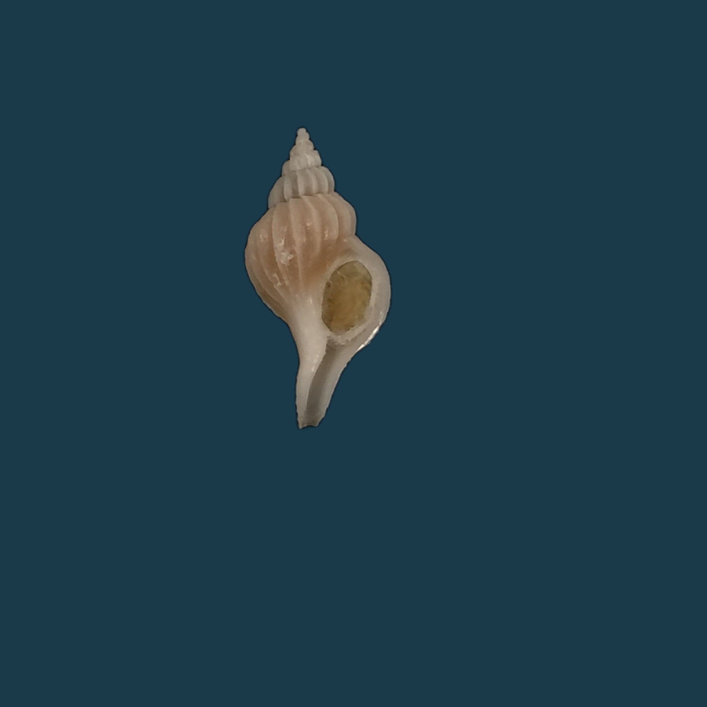 Boeotropon aomoriensis (Nomura &amp; Hatai, 1940) - 17,4mm