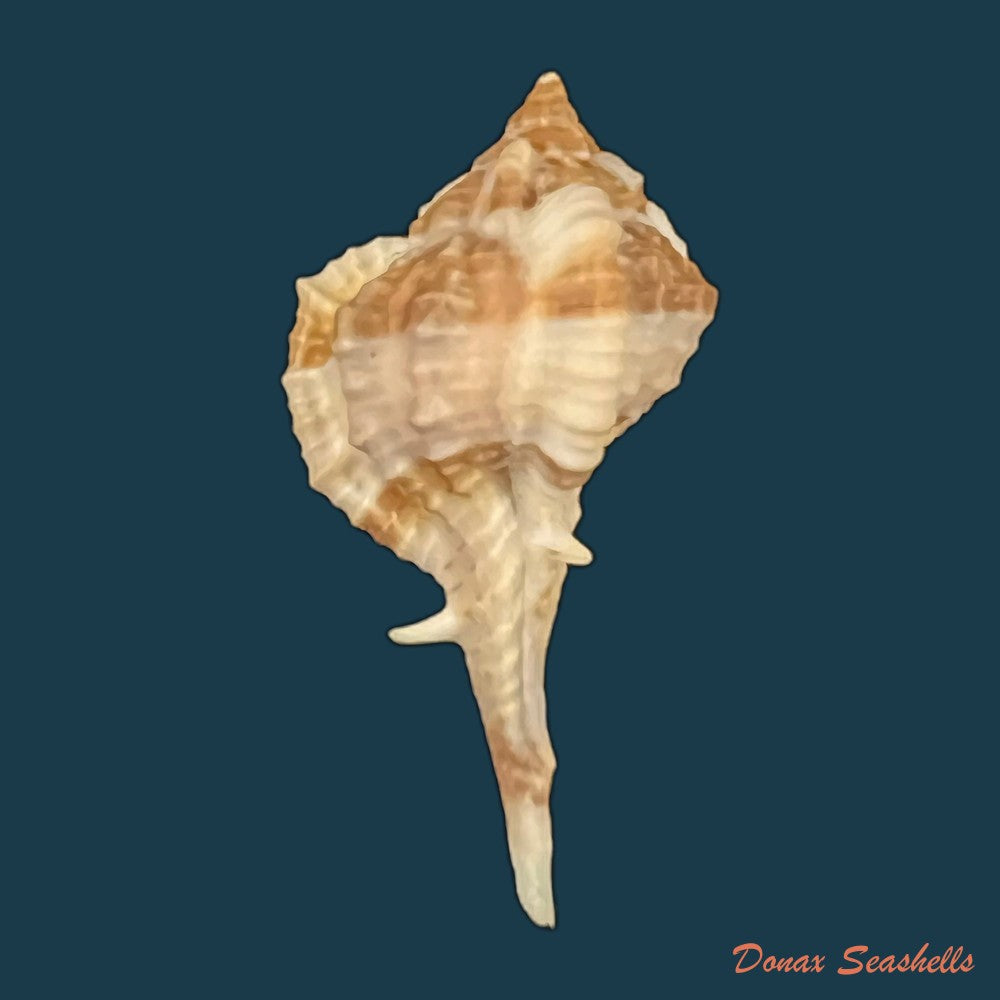 copia-de-vokesimurex-messorius-gb-sowerby-ii-1841-52-6mm-5