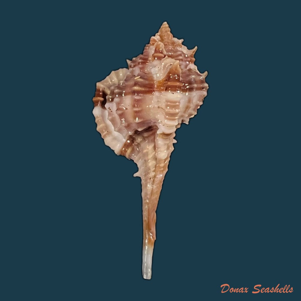 copia-de-vokesimurex-recuvirostris-broderip-1833-41-6mm-1