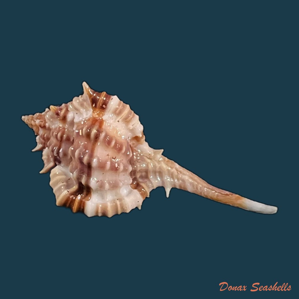 copia-de-vokesimurex-recuvirostris-broderip-1833-42-9mm