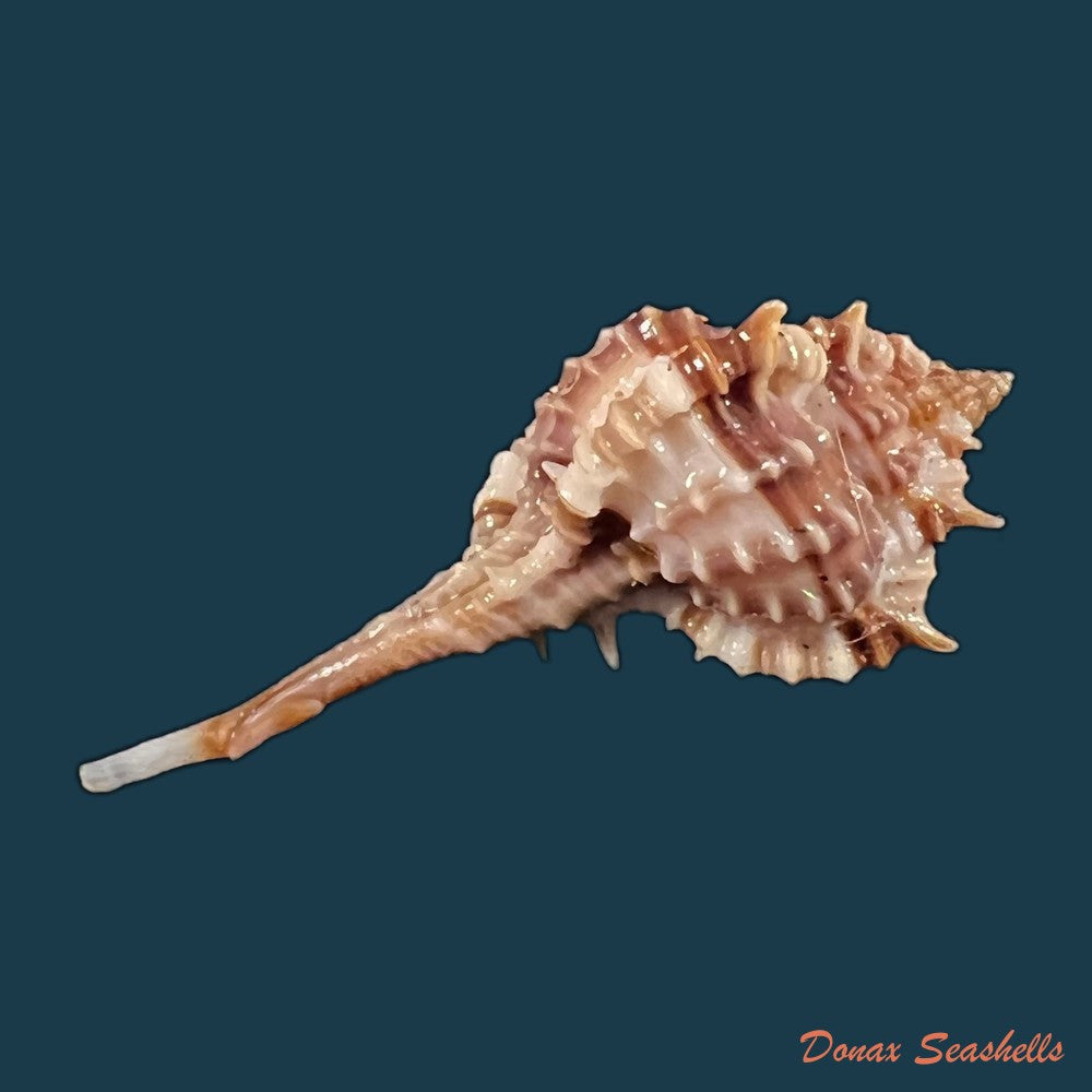copia-de-vokesimurex-recuvirostris-broderip-1833-42-9mm