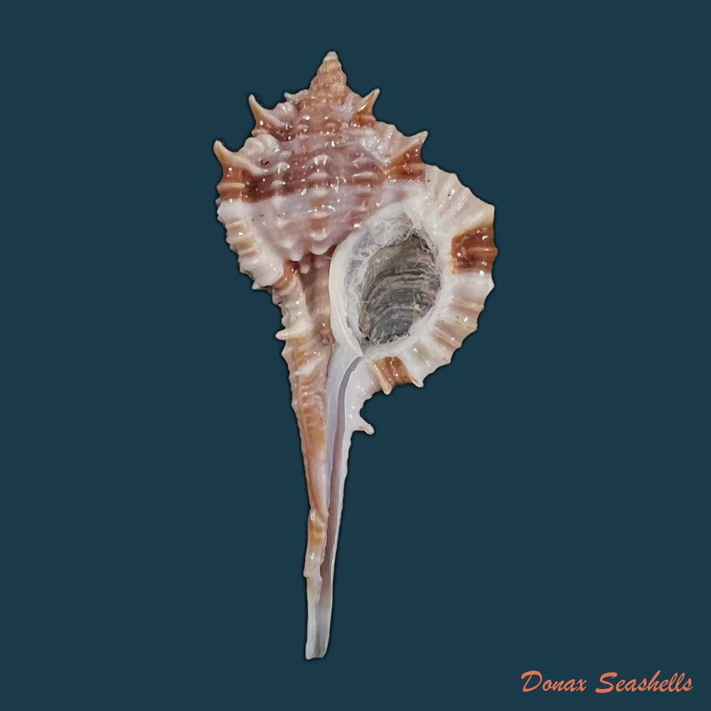 copia-de-vokesimurex-recuvirostris-broderip-1833-42-9mm