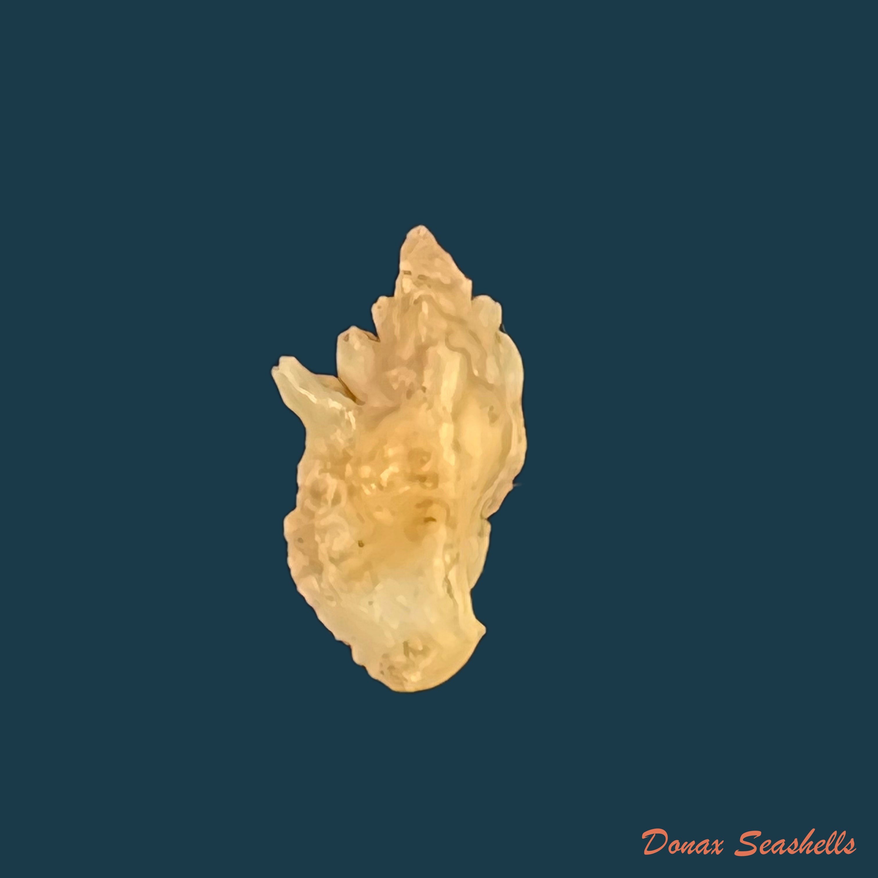 copia-de-vokesimurex-recuvirostris-broderip-1833-43-7mm