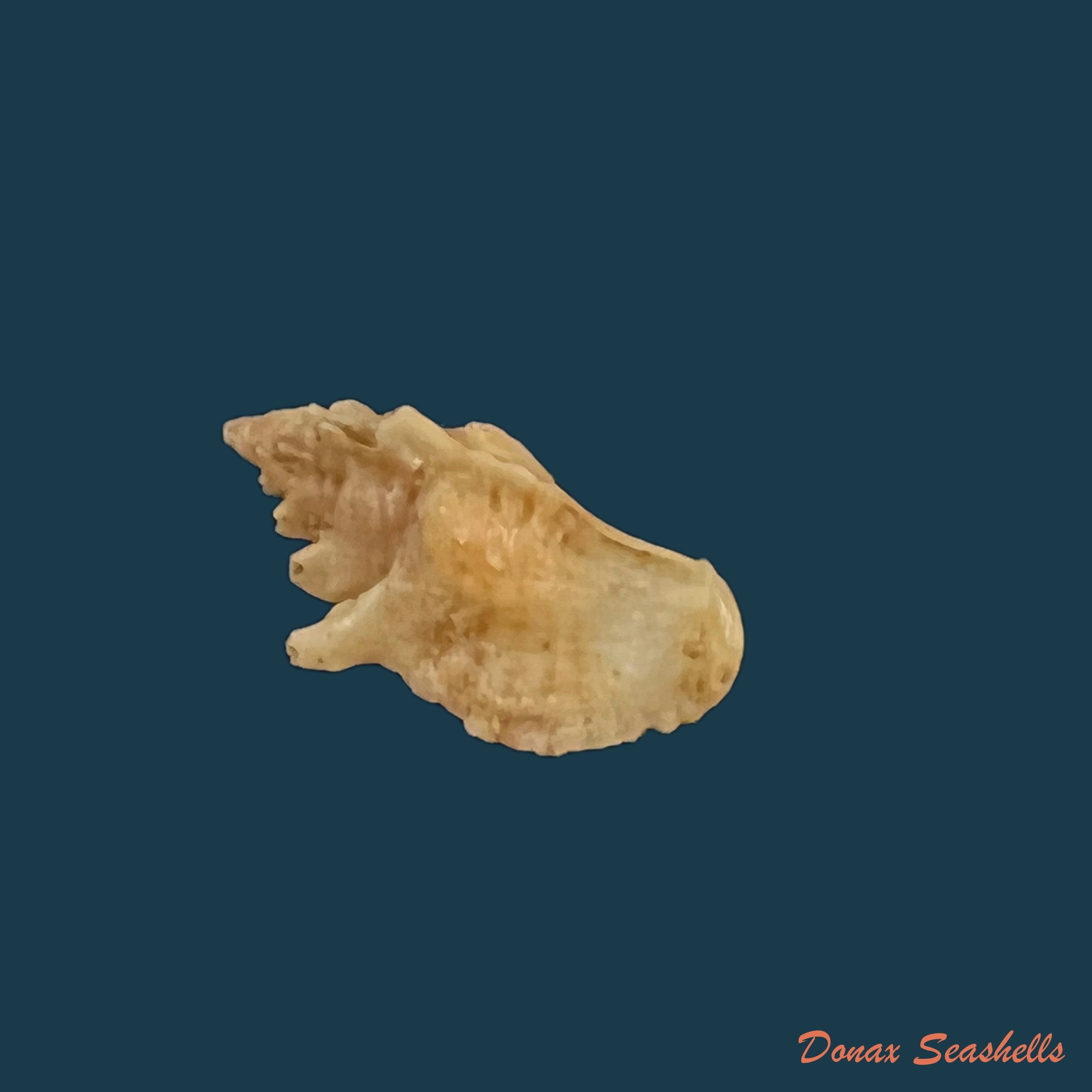 copia-de-vokesimurex-recuvirostris-broderip-1833-43-7mm
