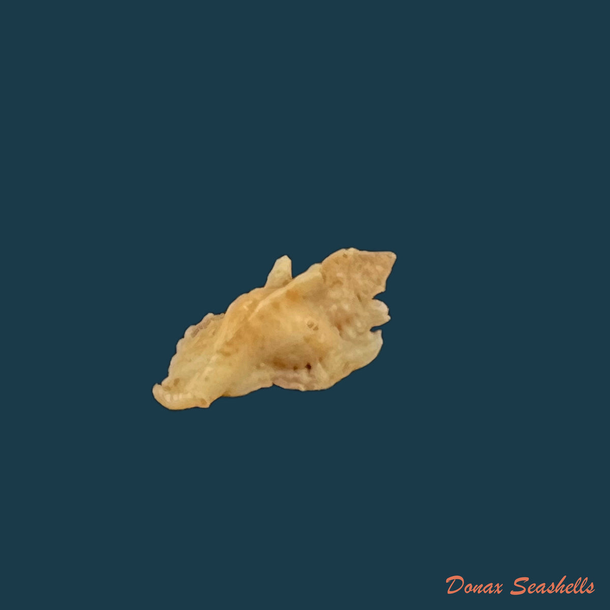 copia-de-vokesimurex-recuvirostris-broderip-1833-43-7mm