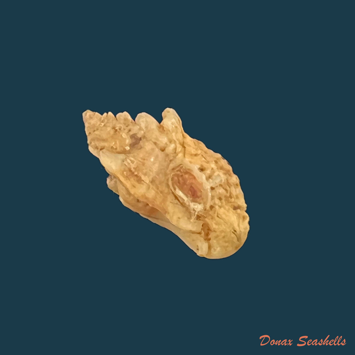 copia-de-vokesimurex-recuvirostris-broderip-1833-43-7mm