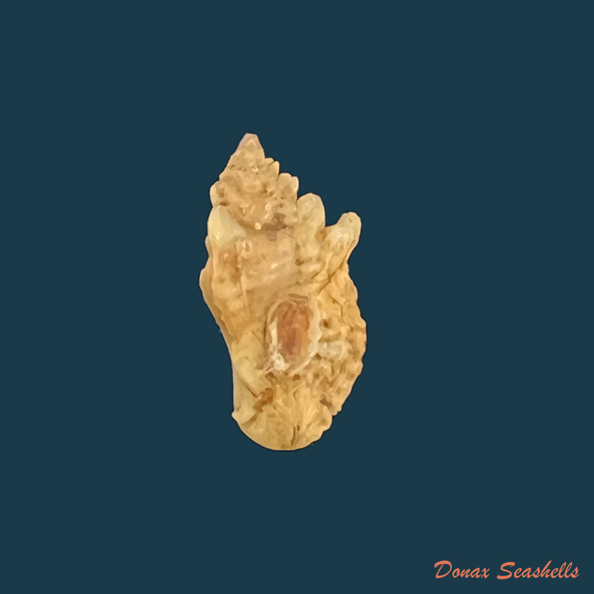 copia-de-vokesimurex-recuvirostris-broderip-1833-43-7mm