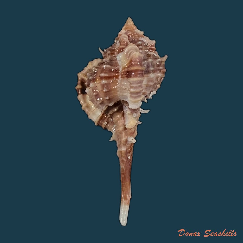 copia-de-vokesimurex-recuvirostris-broderip-1833-44-3mm