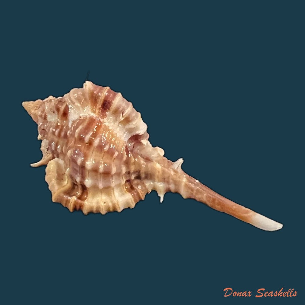 copia-de-vokesimurex-recuvirostris-broderip-1833-44-3mm
