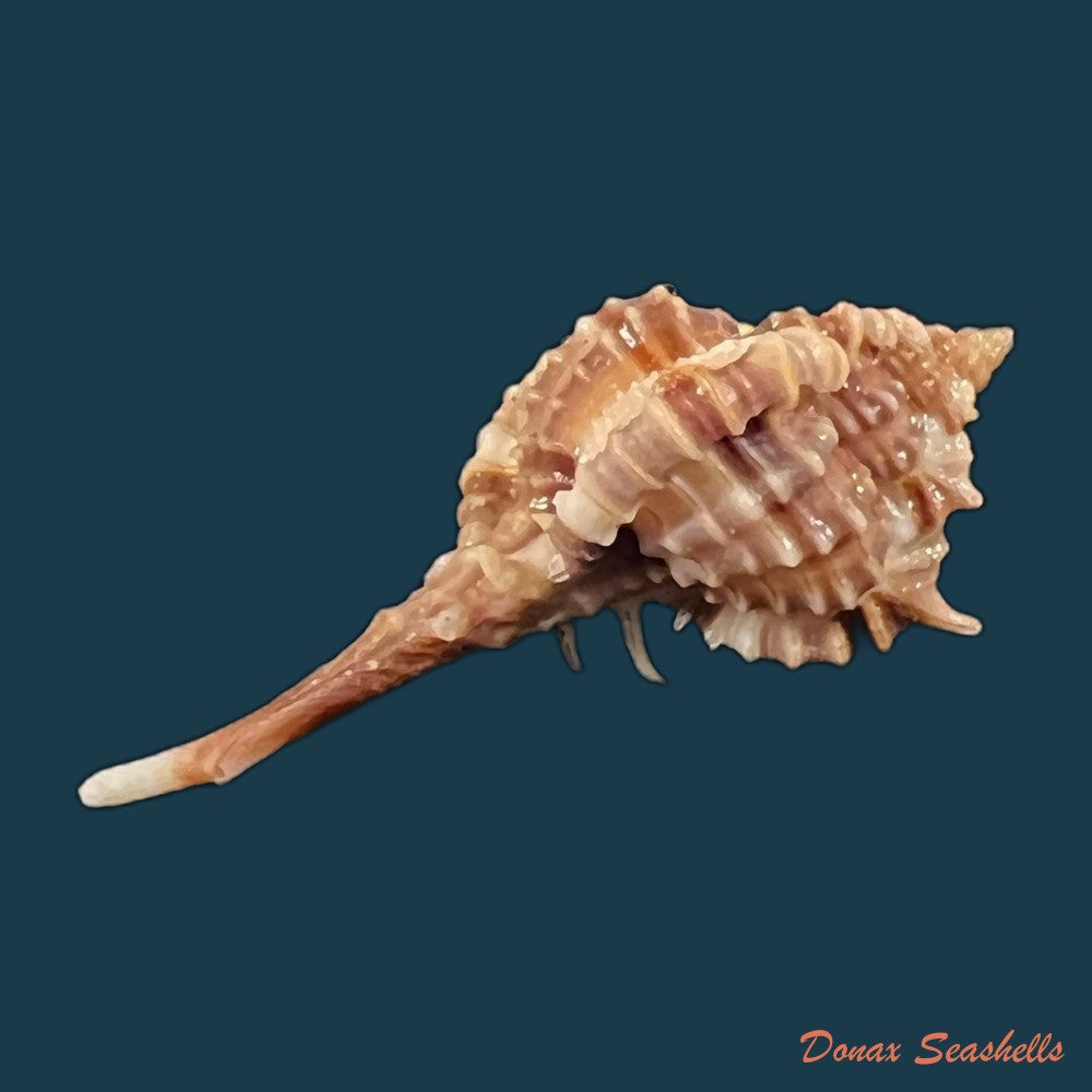 copia-de-vokesimurex-recuvirostris-broderip-1833-44-3mm
