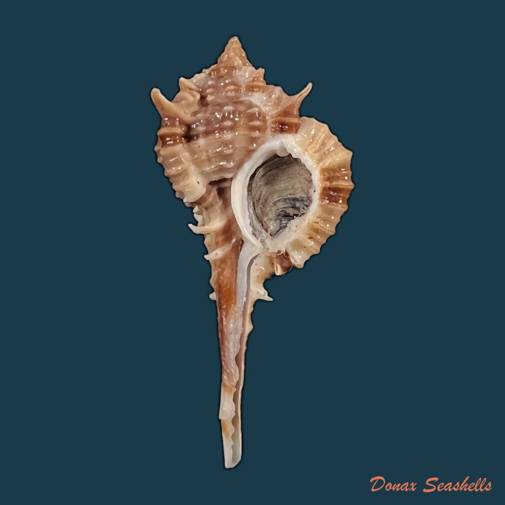 copia-de-vokesimurex-recuvirostris-broderip-1833-44-3mm