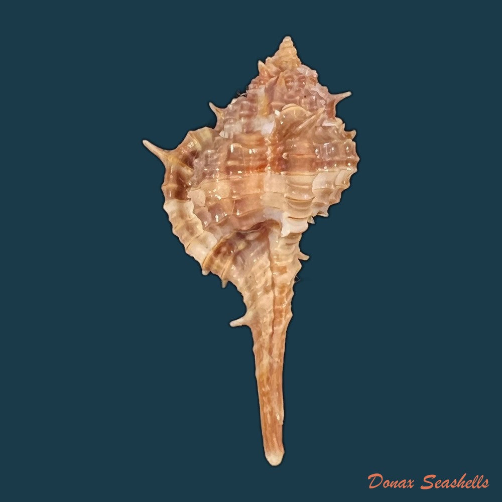 copia-de-vokesimurex-recuvirostris-broderip-1833-44-4mm