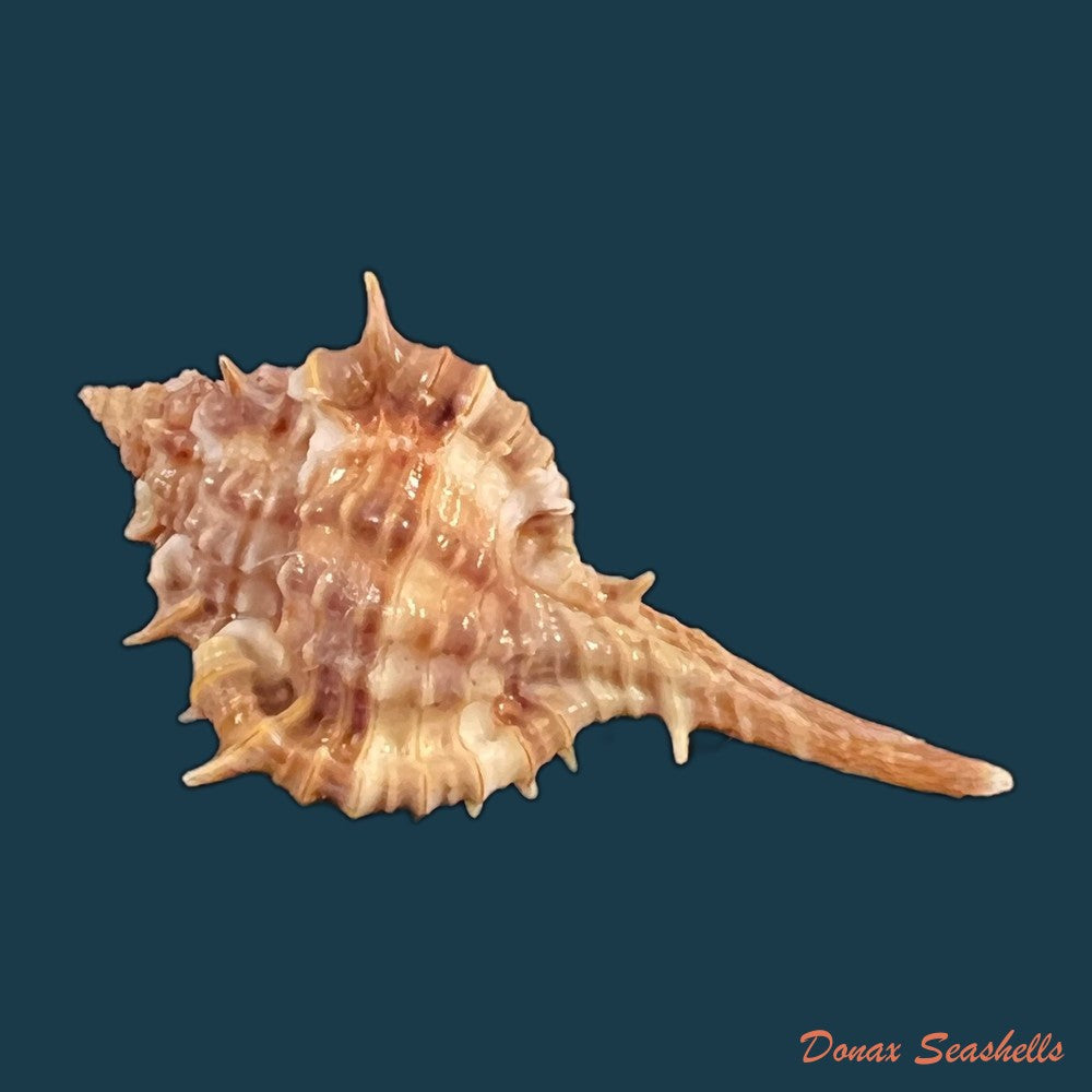 copia-de-vokesimurex-recuvirostris-broderip-1833-44-4mm