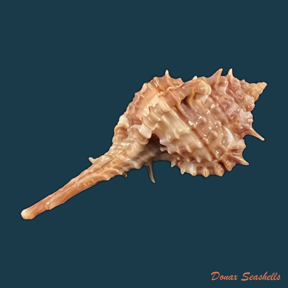 copia-de-vokesimurex-recuvirostris-broderip-1833-44-4mm
