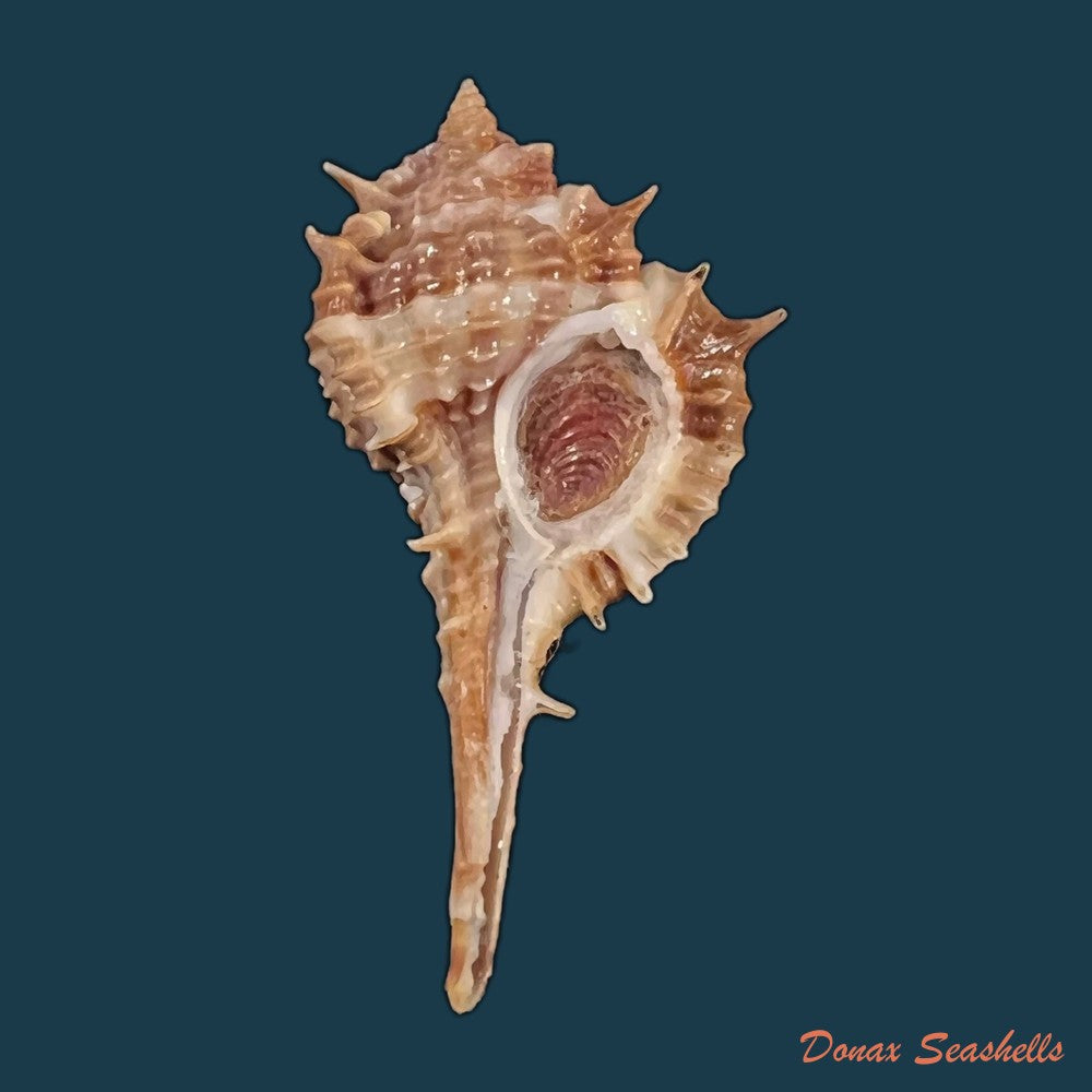 copia-de-vokesimurex-recuvirostris-broderip-1833-44-4mm