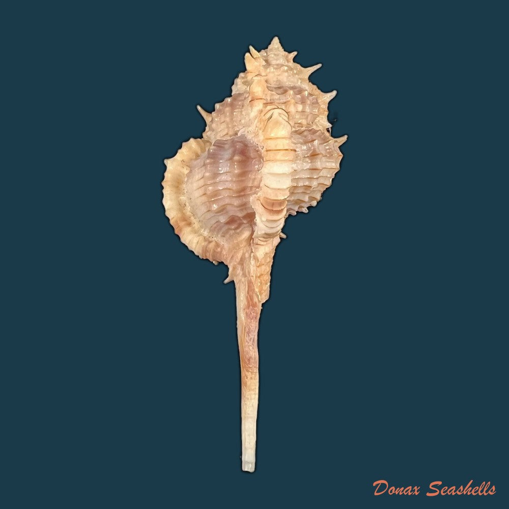 copia-de-vokesimurex-tricoronis-berry-1960-50-7mm-1