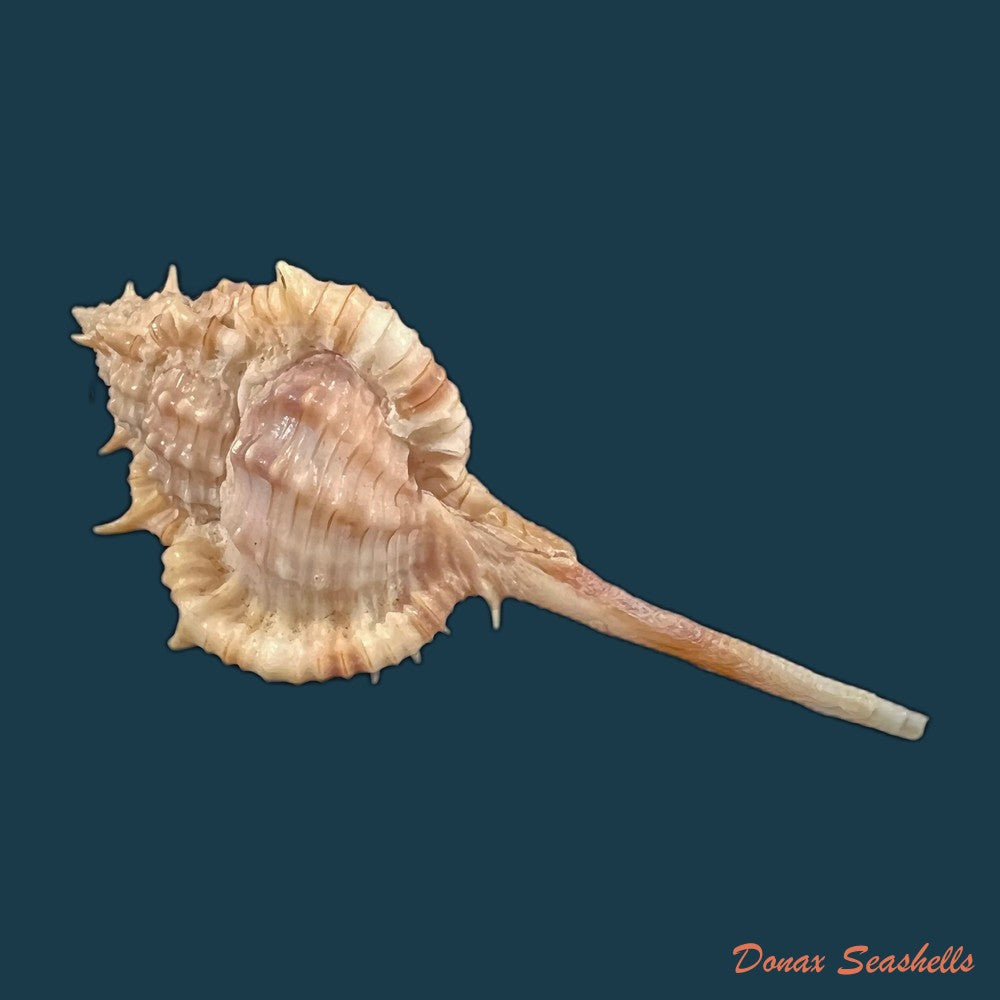 copia-de-vokesimurex-tricoronis-berry-1960-50-7mm-1
