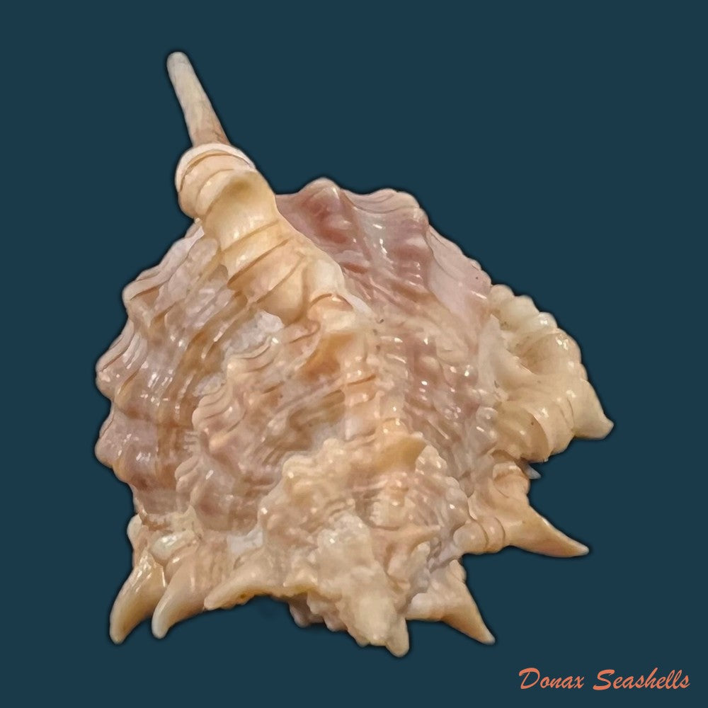 copia-de-vokesimurex-tricoronis-berry-1960-50-7mm-1