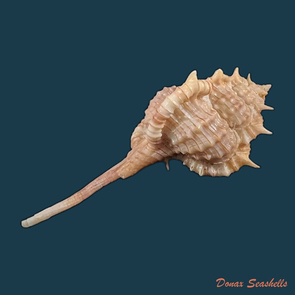 copia-de-vokesimurex-tricoronis-berry-1960-50-7mm-1