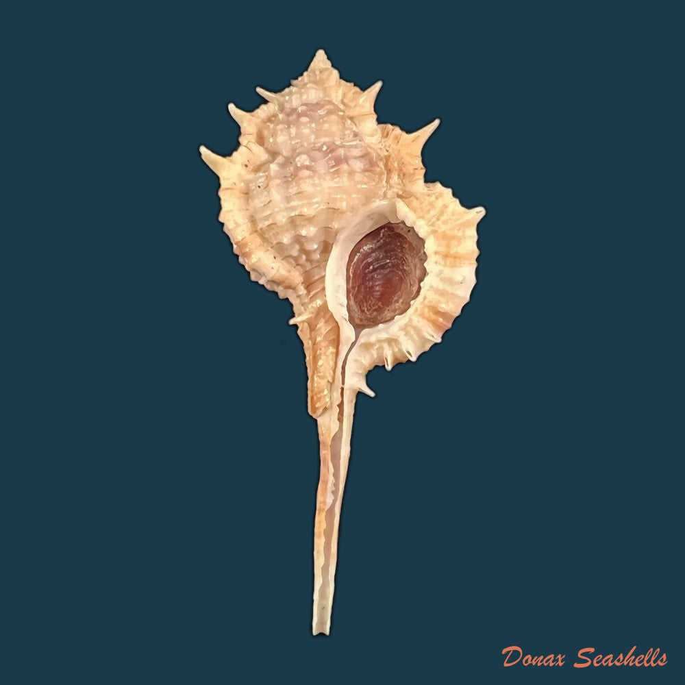 copia-de-vokesimurex-tricoronis-berry-1960-50-7mm-1
