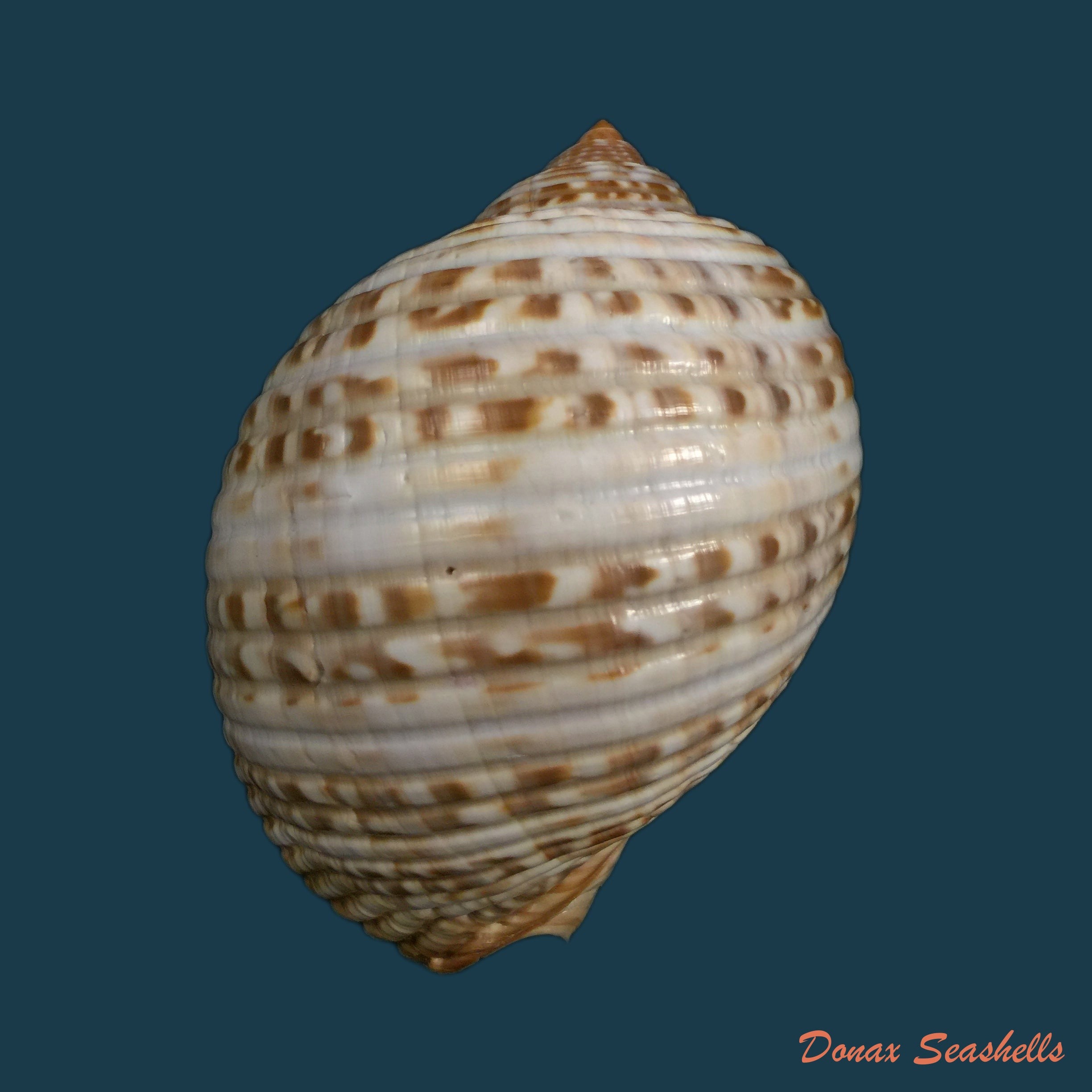copia-de-voluta-ebraea-linnaeus-1758-102mm
