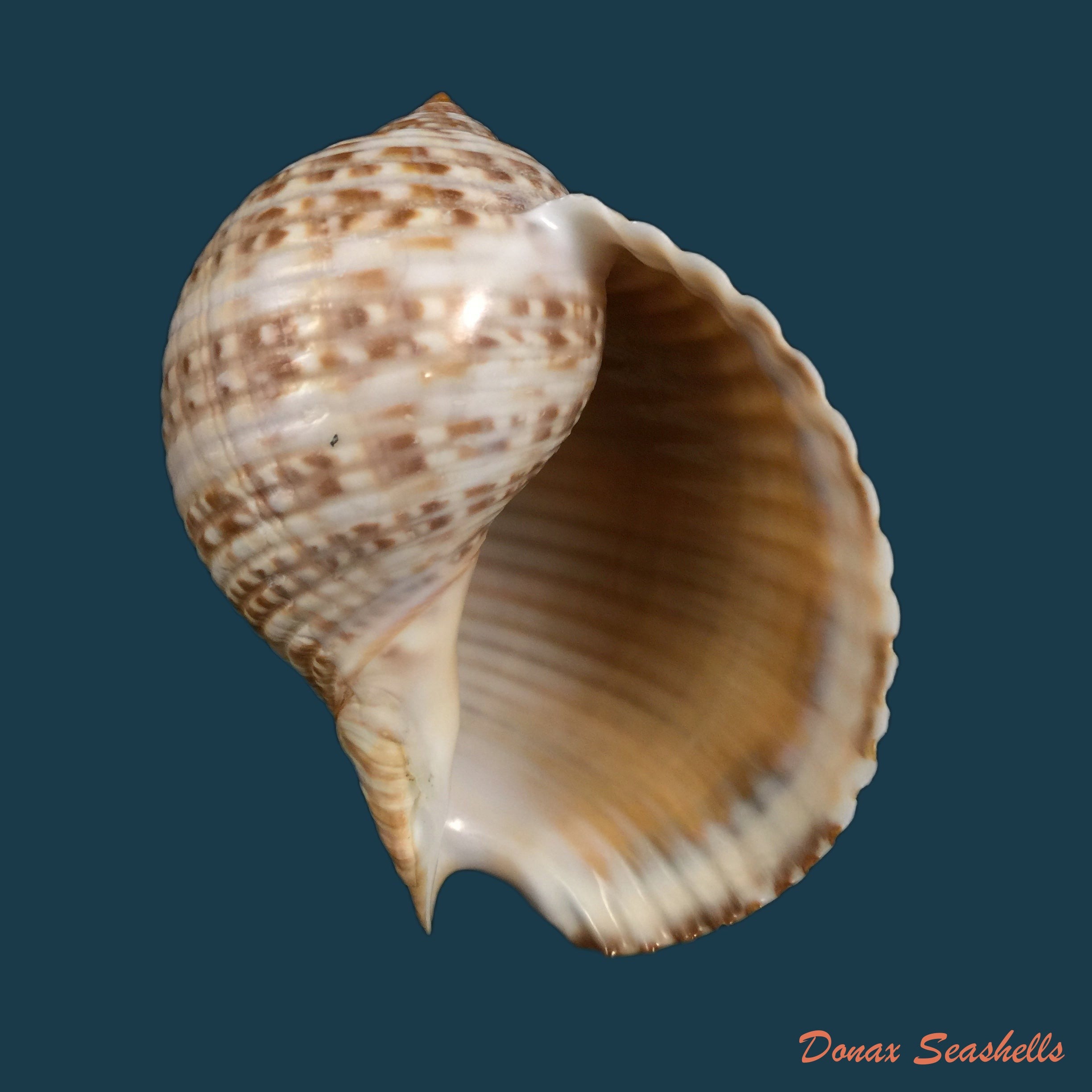 copia-de-voluta-ebraea-linnaeus-1758-102mm