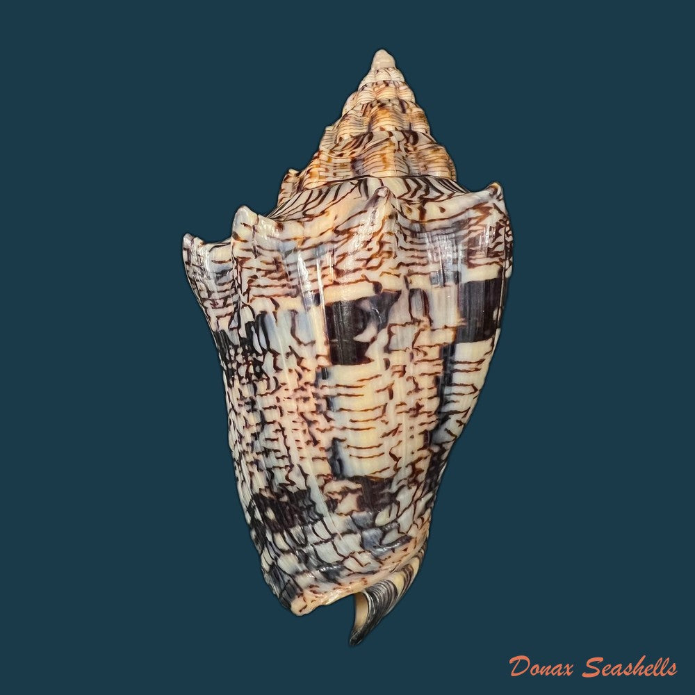 copia-de-voluta-ebraea-linnaeus-1758-112-8mm