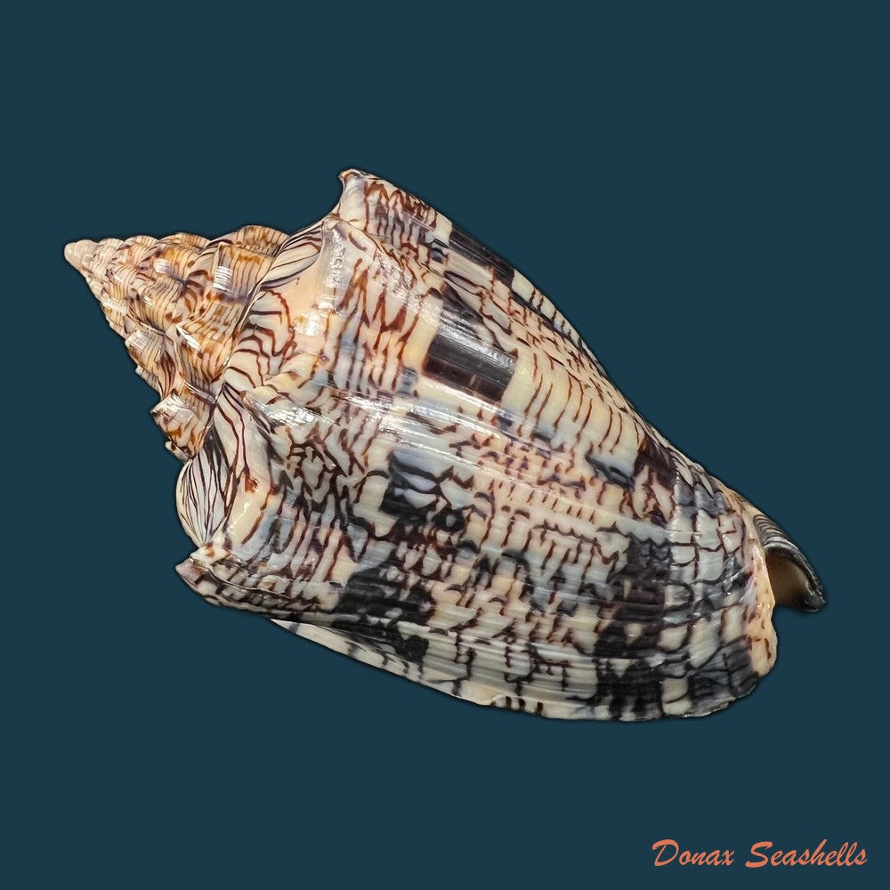 copia-de-voluta-ebraea-linnaeus-1758-112-8mm
