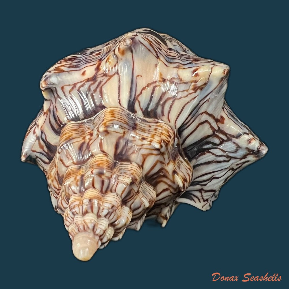 copia-de-voluta-ebraea-linnaeus-1758-112-8mm