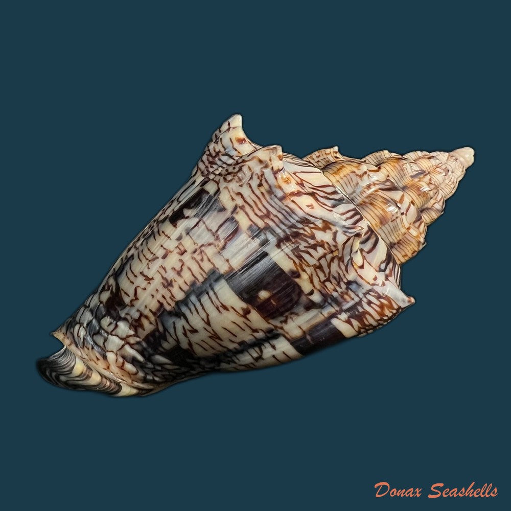 copia-de-voluta-ebraea-linnaeus-1758-112-8mm