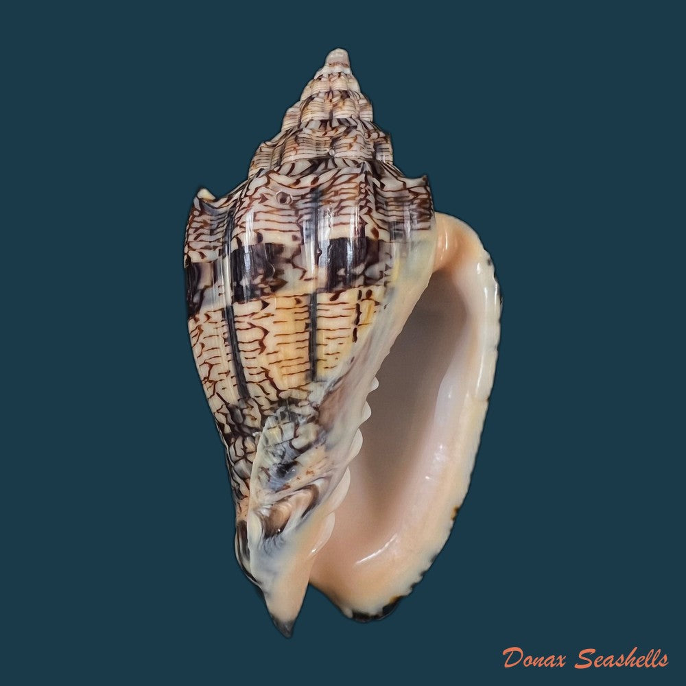 copia-de-voluta-ebraea-linnaeus-1758-112-8mm
