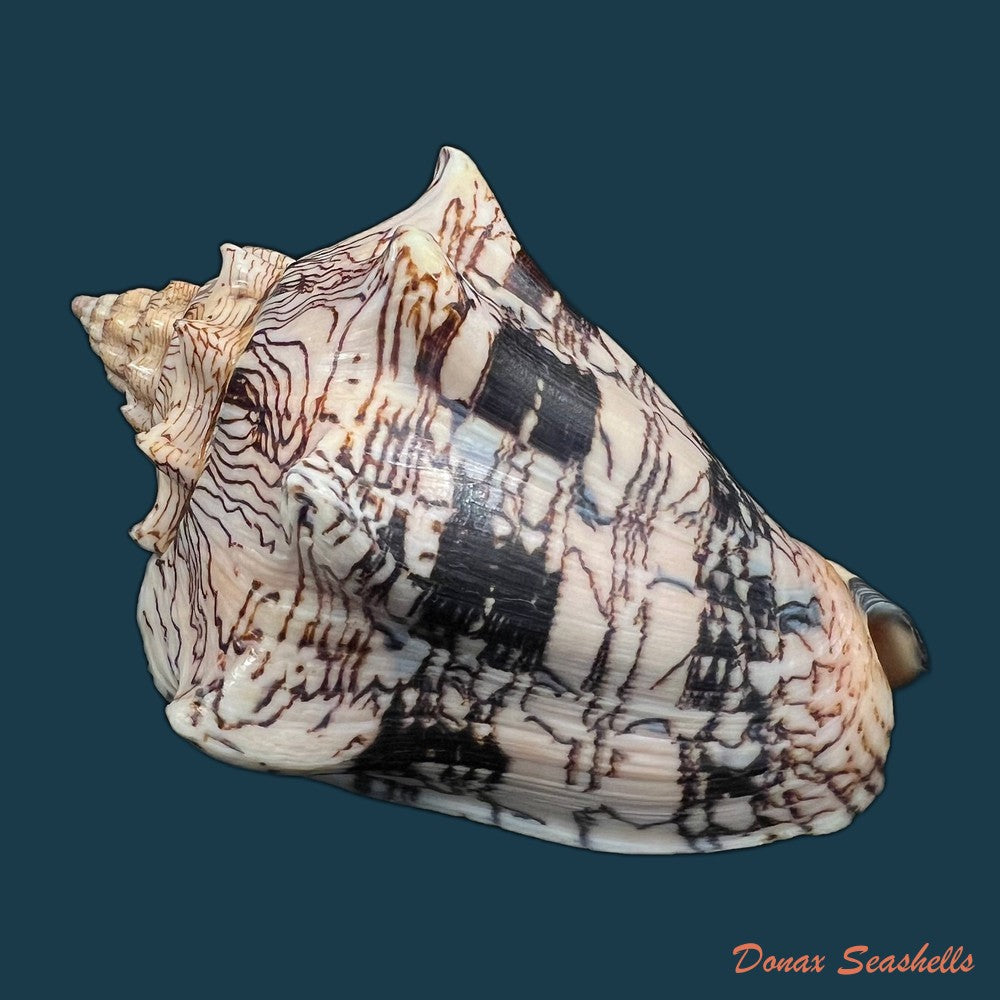 copia-de-voluta-ebraea-linnaeus-1758-121-9mm