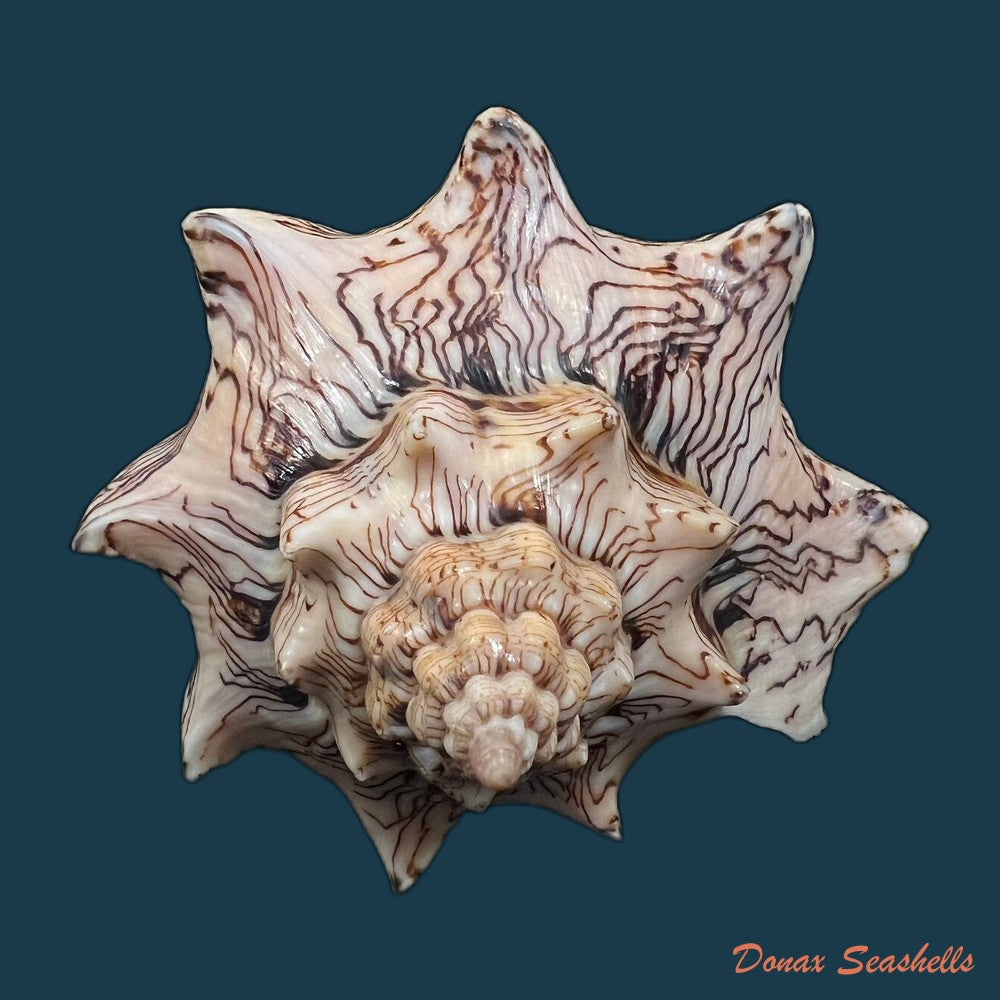 copia-de-voluta-ebraea-linnaeus-1758-121-9mm