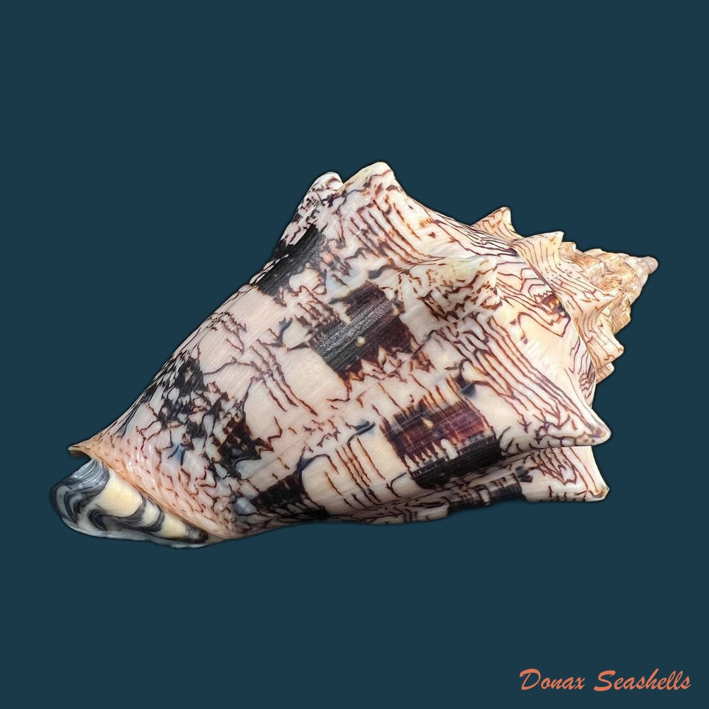 copia-de-voluta-ebraea-linnaeus-1758-121-9mm