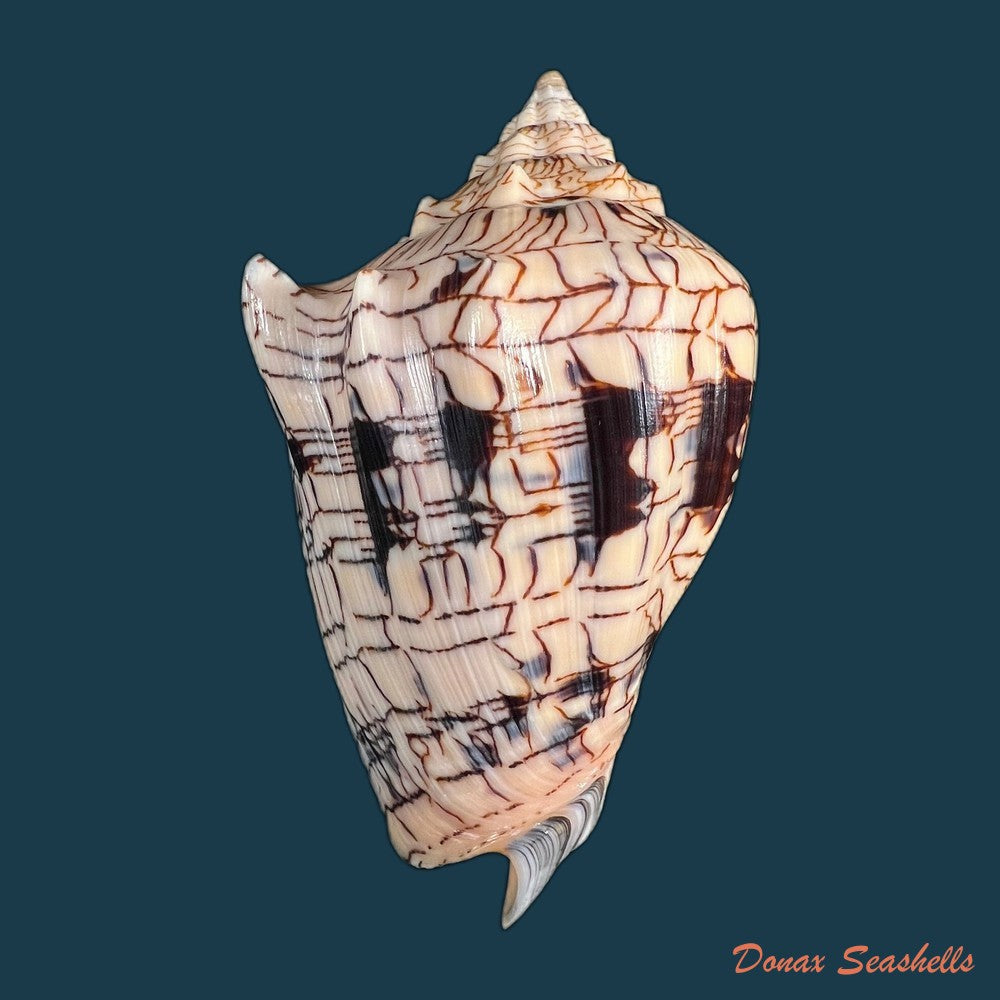 copia-de-voluta-ebraea-linnaeus-1758-137-8mm