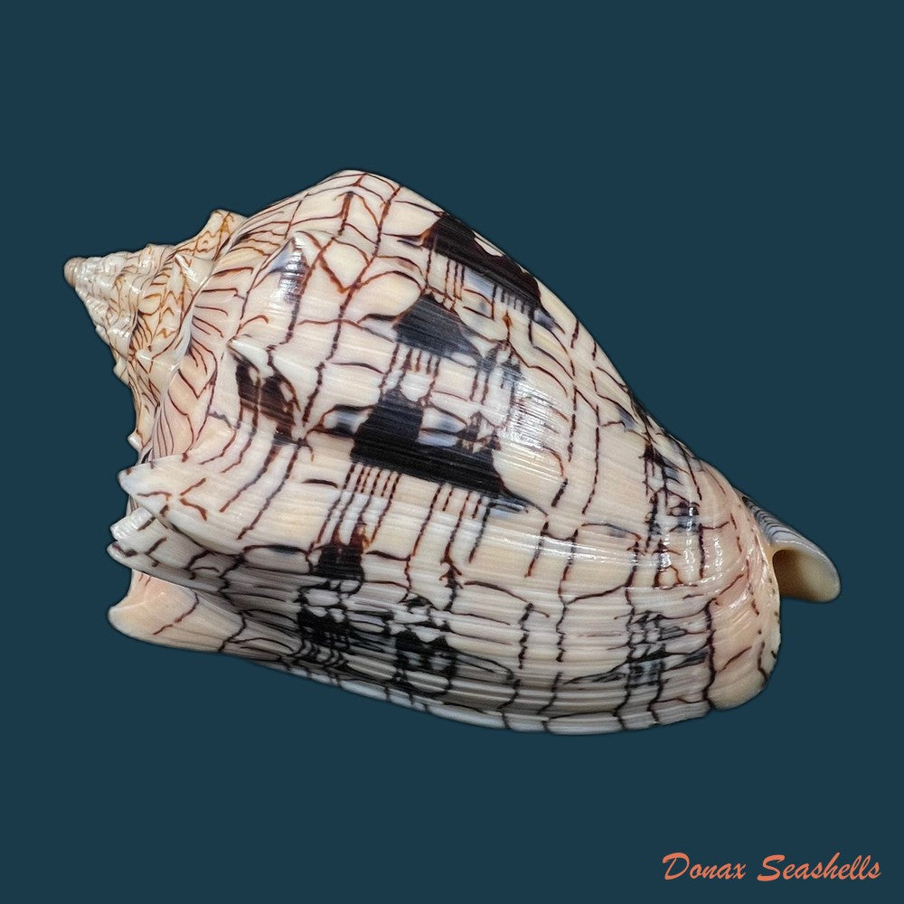 copia-de-voluta-ebraea-linnaeus-1758-137-8mm