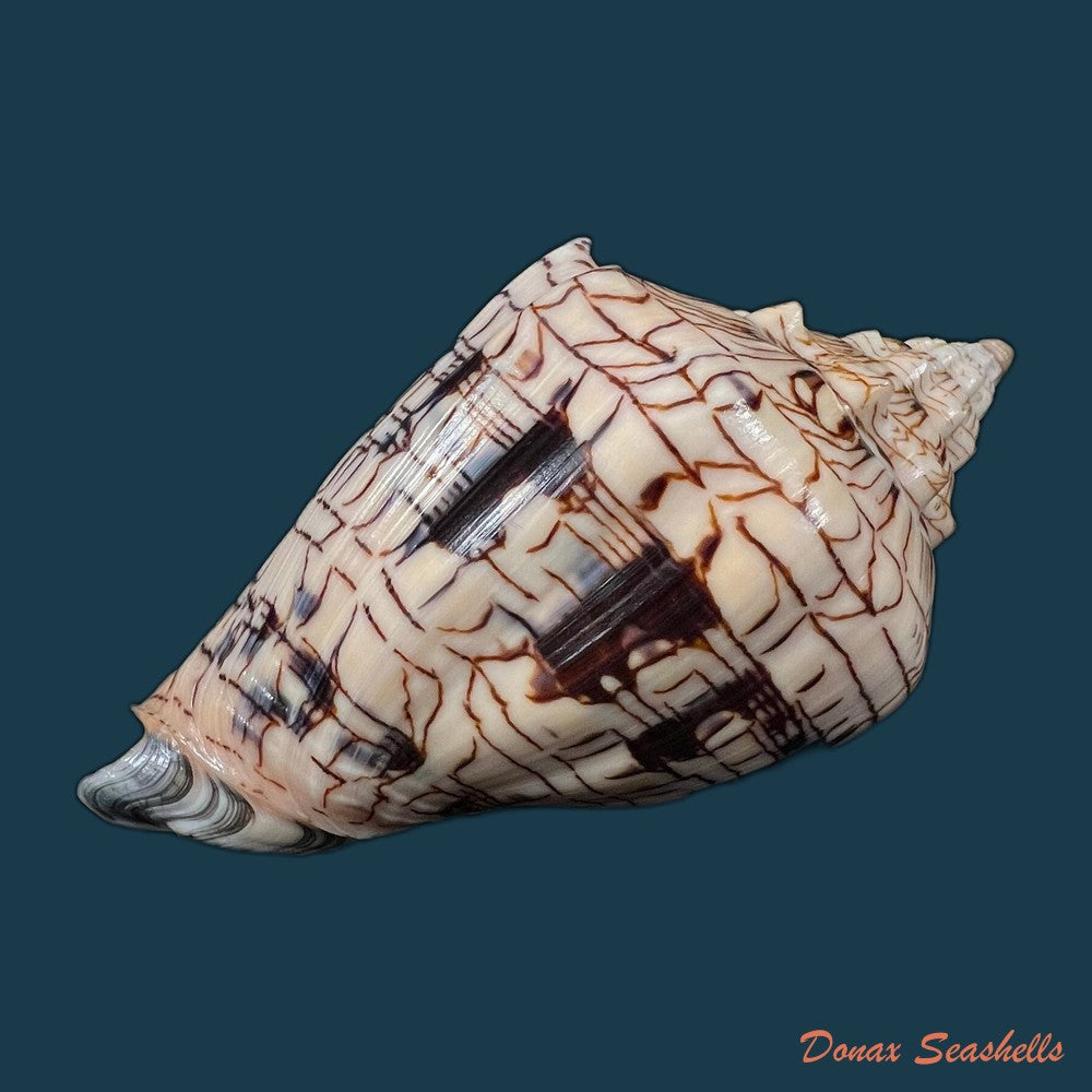 copia-de-voluta-ebraea-linnaeus-1758-137-8mm