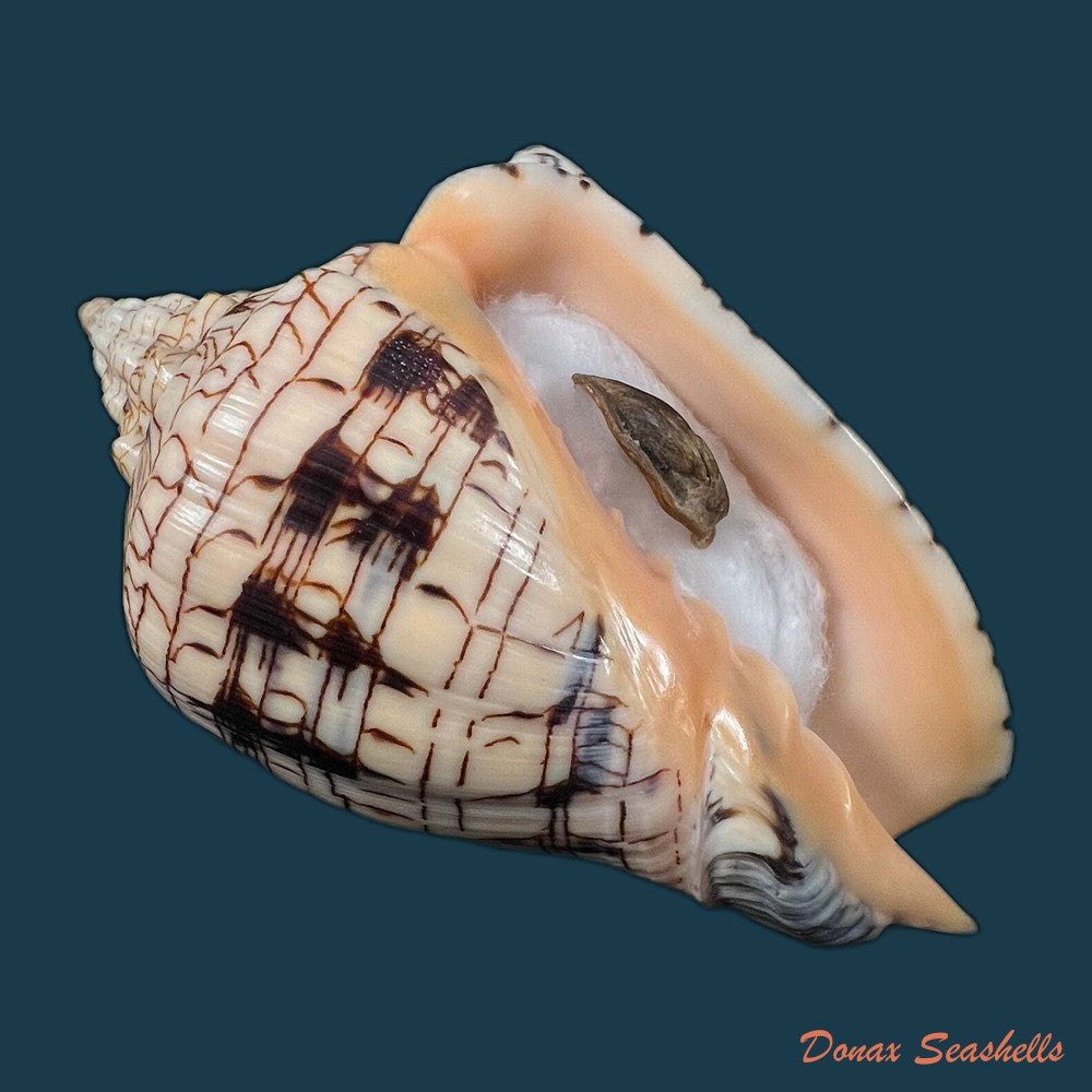 copia-de-voluta-ebraea-linnaeus-1758-137-8mm
