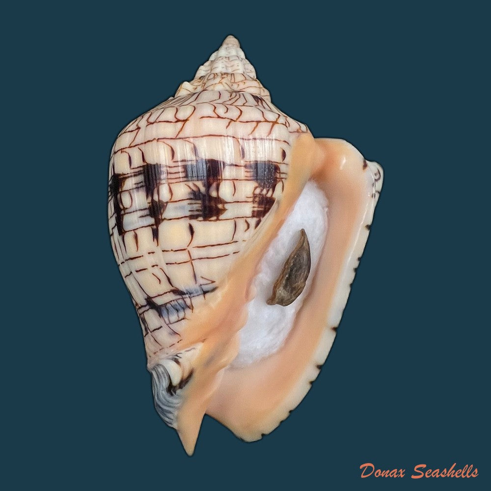 copia-de-voluta-ebraea-linnaeus-1758-137-8mm