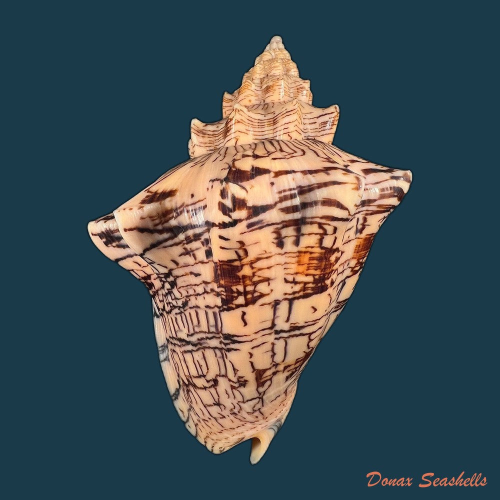 copia-de-voluta-ebraea-linnaeus-1758-138-6mm