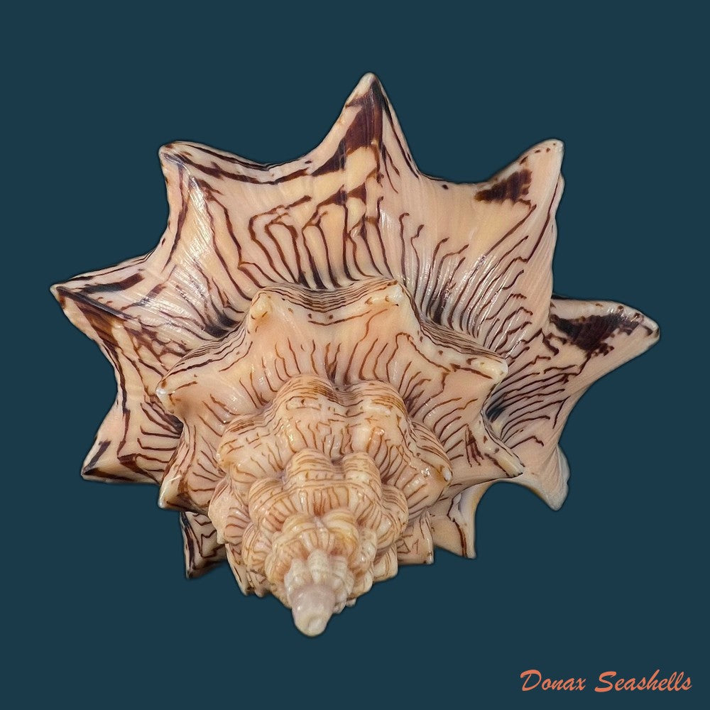 copia-de-voluta-ebraea-linnaeus-1758-138-6mm