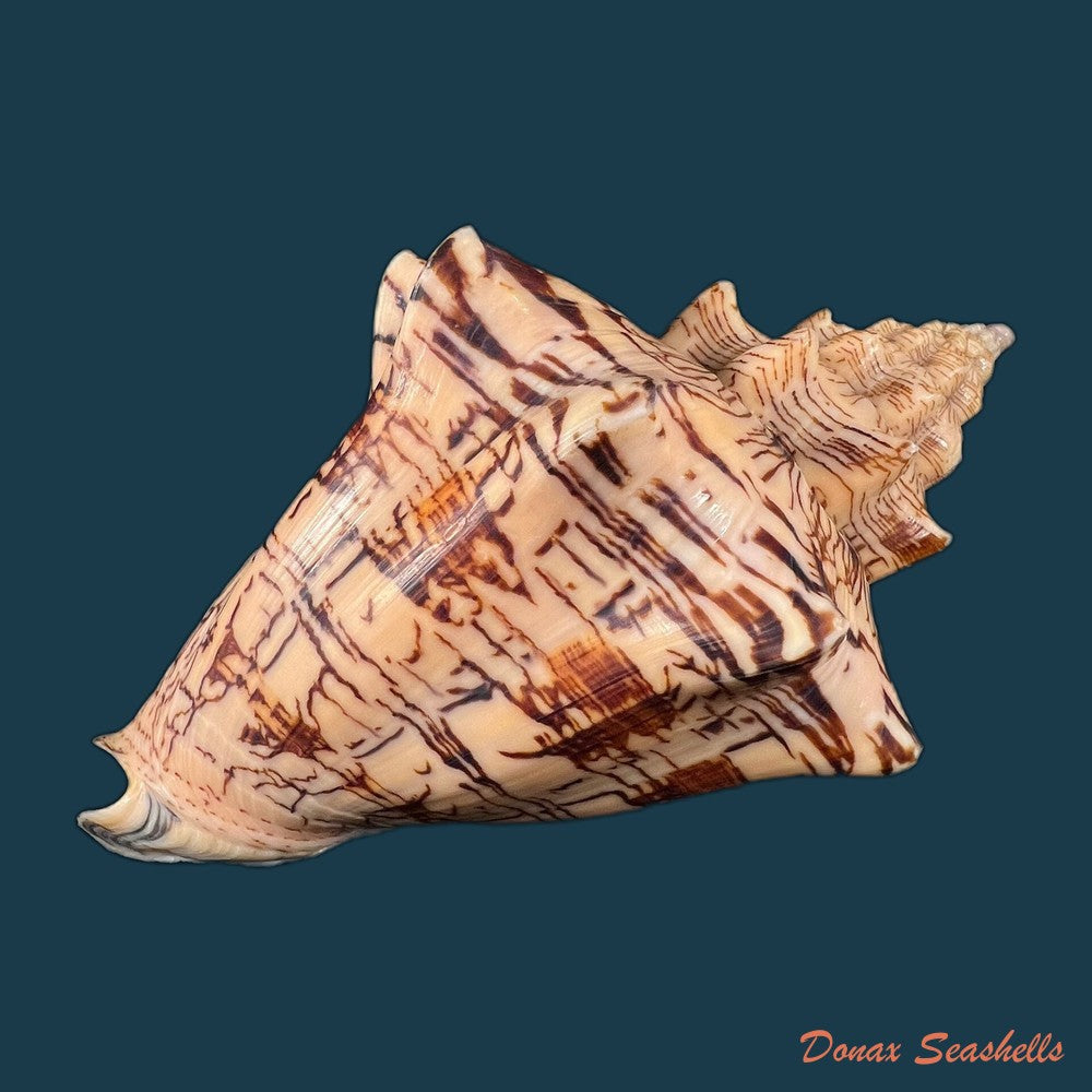 copia-de-voluta-ebraea-linnaeus-1758-138-6mm