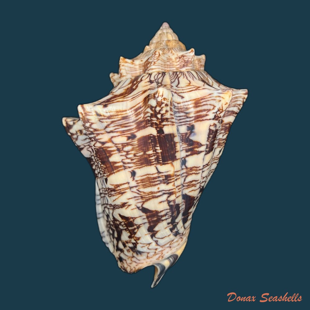 copia-de-voluta-ebraea-linnaeus-1758-141mm