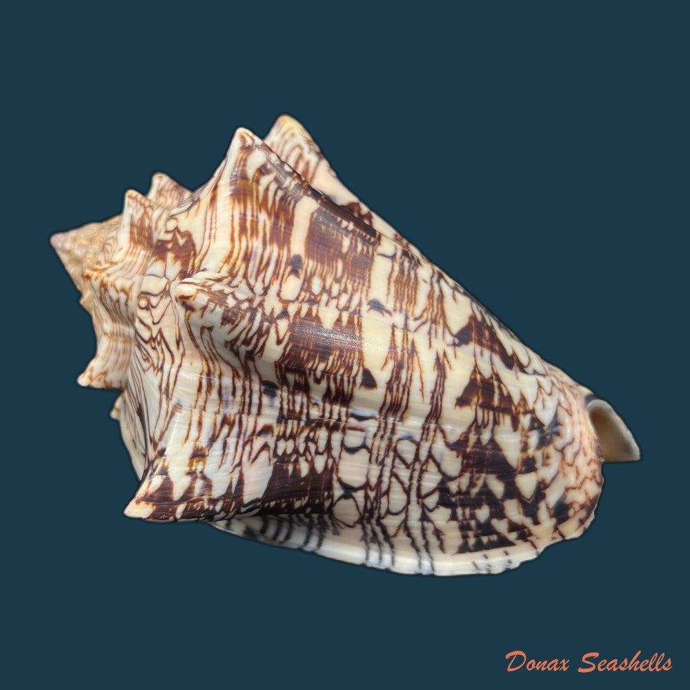 copia-de-voluta-ebraea-linnaeus-1758-141mm