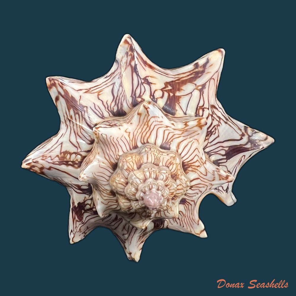 copia-de-voluta-ebraea-linnaeus-1758-141mm