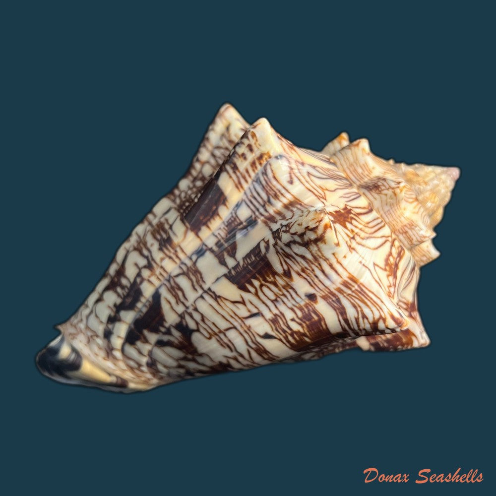 copia-de-voluta-ebraea-linnaeus-1758-141mm