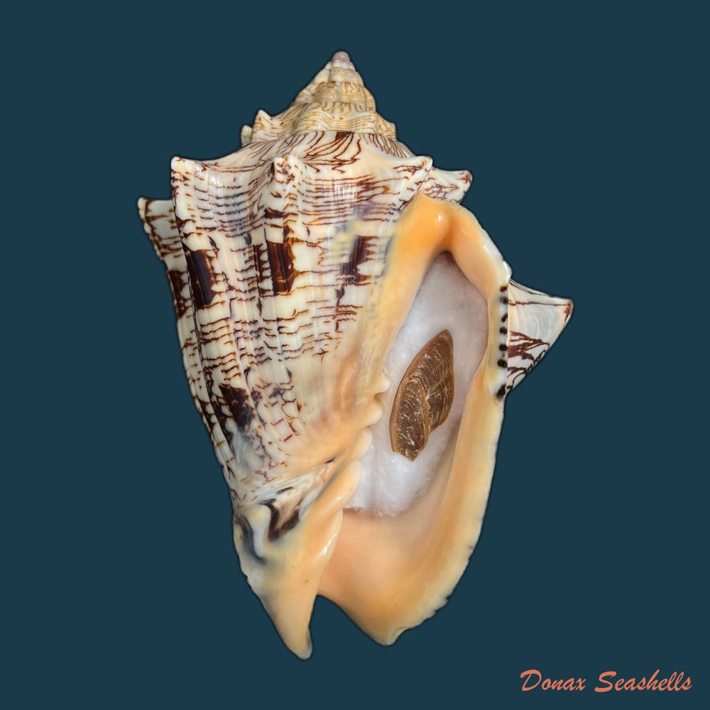 copia-de-voluta-ebraea-linnaeus-1758-141mm