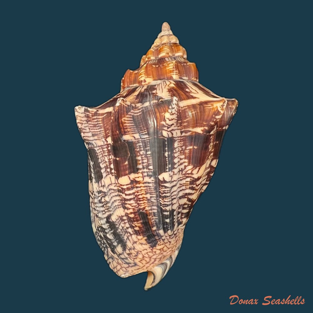 copia-de-voluta-ebraea-linnaeus-1758-143-7mm