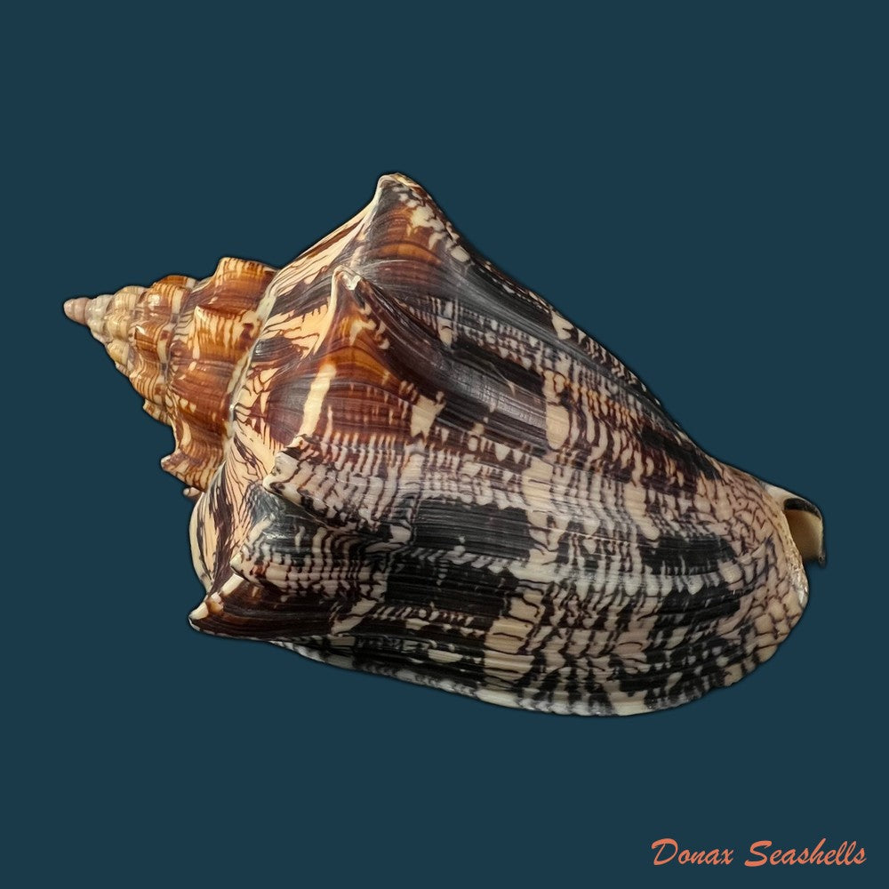 copia-de-voluta-ebraea-linnaeus-1758-143-7mm